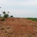 Program Jagung 1 Juta Hektare Mangkrak, Dprd Soroti Lahan Kosong Di Pandeglang