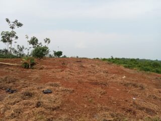 Program Jagung 1 Juta Hektare Mangkrak, Dprd Soroti Lahan Kosong Di Pandeglang