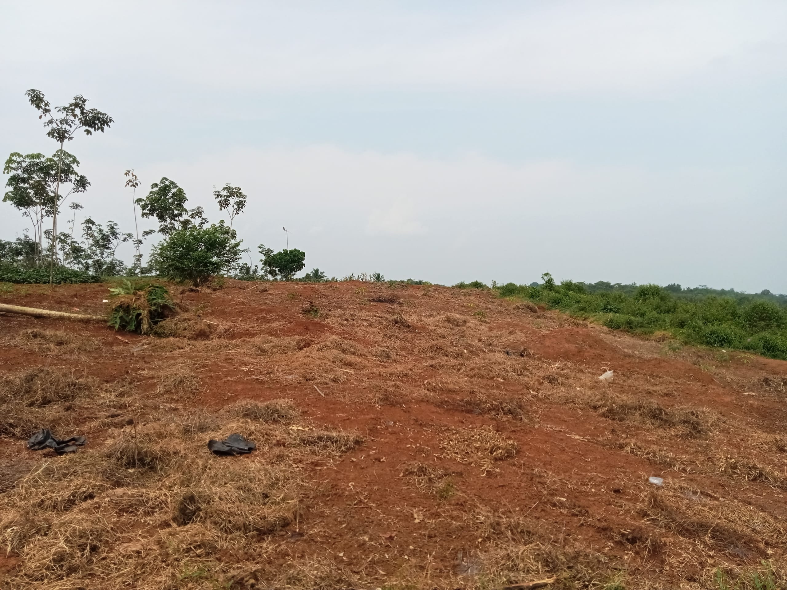 Program Jagung 1 Juta Hektare Mangkrak, Dprd Soroti Lahan Kosong Di Pandeglang 1 Program Jagung 1 Juta Hektare Mangkrak, Dprd Soroti Lahan Kosong Di Pandeglang