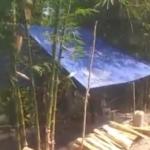 Nekat, Perhutani Cibobos Diduga Didobrak Pengusaha Tambang Batubara Ilegal