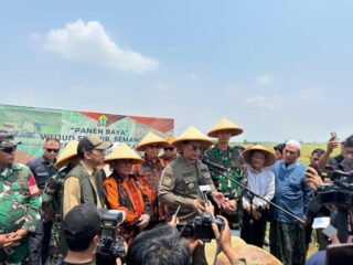 Bangun Program Ketahanan Pangan, Mpw Pemuda Pancasila Banten Panen Raya Padi