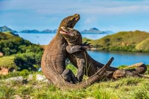 Komodo Terancam Punah Gegara Setnov Dan Winata, Egi Hendrawan Bongkar Skandal Pulau Padar 1 Komodo Terancam Punah Gegara Setnov Dan Winata, Egi Hendrawan Bongkar Skandal Pulau Padar