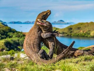 Komodo Terancam Punah Gegara Setnov Dan Winata, Egi Hendrawan Bongkar Skandal Pulau Padar