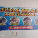 Tersedia Untuk Warga Lebak, Kunjungi Dan Di Order Agen Ikan Air Tawar Mukti Sultan