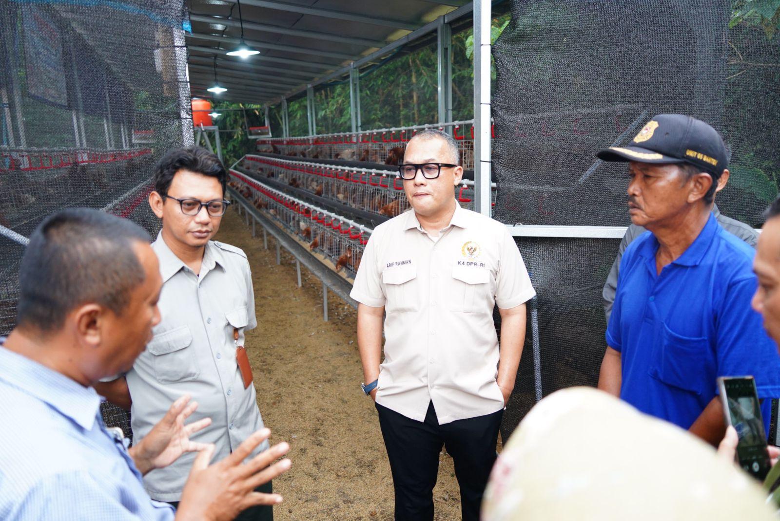 Legislator Asal Banten Perkuat Ekonomi Rakyat, Salurkan Bantuan Bibit Ayam Petelur 1 Legislator Asal Banten Perkuat Ekonomi Rakyat, Salurkan Bantuan Bibit Ayam Petelur