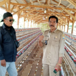 Desa Cipining Kembangkan Program Ketahanan Pangan Ayam Petelur