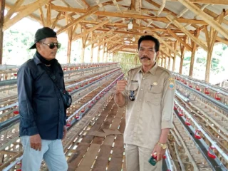 Desa Cipining Kembangkan Program Ketahanan Pangan Ayam Petelur