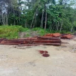 Dua Tempat Pengolahan Kayu Di Sorsel Dan Kabsor Diduga Beroperasi Tanpa Izin