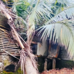 Pohon Kelapa Setinggi 60 Meter Tumbang Timpa Rumah Warga Di Lebak