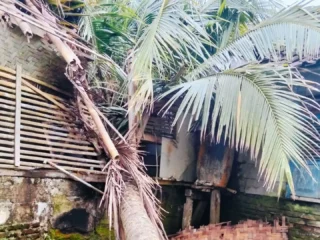 Pohon Kelapa Setinggi 60 Meter Tumbang Timpa Rumah Warga Di Lebak