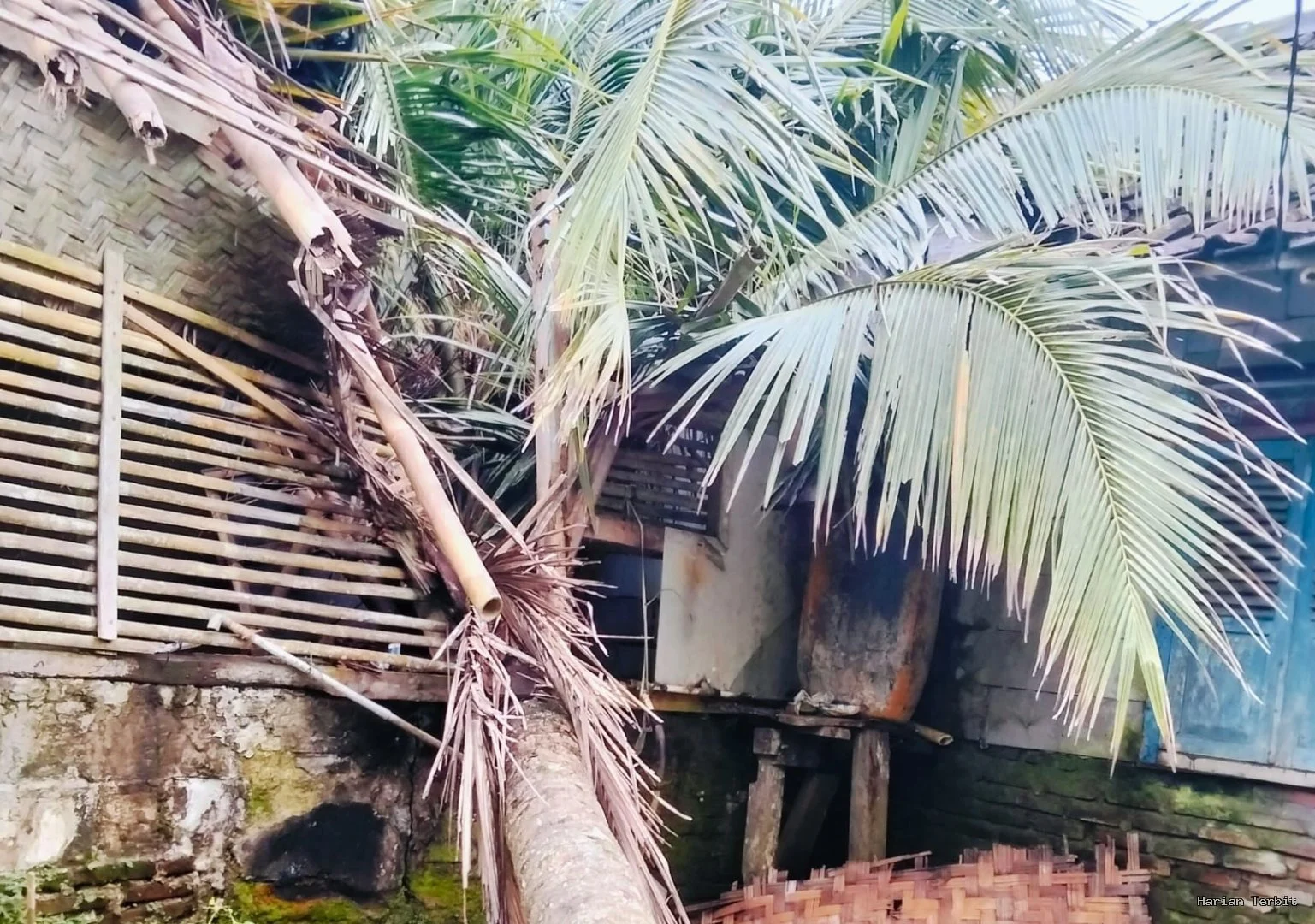 Pohon Kelapa Setinggi 60 Meter Tumbang Timpa Rumah Warga Di Lebak