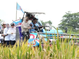 Varietas Padi Ps-08 Dan Pupuk Organik Tingkatkan Hasil Panen Petani Pandeglang