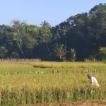 Harapan Pupus Di Musim Panen: Padi Habis Diserbu Hama Serta Tikus