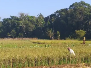 Harapan Pupus Di Musim Panen: Padi Habis Diserbu Hama Serta Tikus
