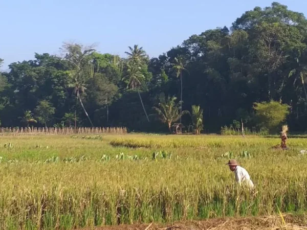 Harapan Pupus Di Musim Panen: Padi Habis Diserbu Hama Serta Tikus