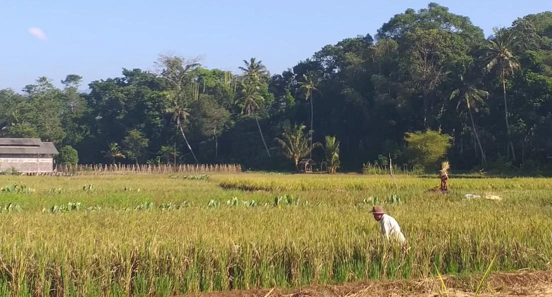 Harapan Pupus Di Musim Panen: Padi Habis Diserbu Hama Serta Tikus