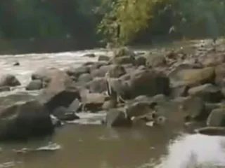 Diduga Bunuh Diri Pria Paruh Baya Asal Tasikmalaya Terjun Di Jembatan Cirahong