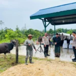 Wakapolda Papua Barat Daya Serahkan Bantuan Sapi Kurban Ke Ponpes Fahd Al Muslim