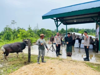 Wakapolda Papua Barat Daya Serahkan Bantuan Sapi Kurban Ke Ponpes Fahd Al Muslim