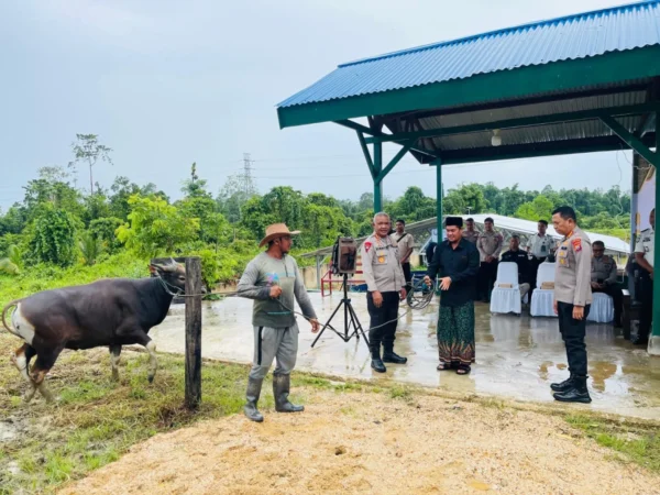 Wakapolda Papua Barat Daya Serahkan Bantuan Sapi Kurban Ke Ponpes Fahd Al Muslim