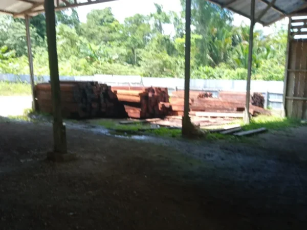 Ketua Wgab Minta Polisi Dan Gakkum Klhk Usut Dugaan Kayu Ilegal Di Sapotaming