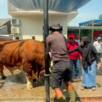 Sambut Idul Adha, Kholid Ismail Salurkan Hewan Kurban Hingga Ke Serang, Cianjur, Sukabumi ​