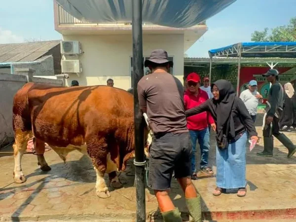 Sambut Idul Adha, Kholid Ismail Salurkan Hewan Kurban Hingga Ke Serang, Cianjur, Sukabumi ​