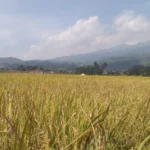 Petani Sumringah, Hasil Panen Musim Ini Dinilai Memuaskan