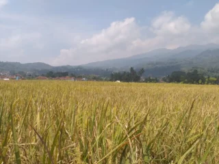 Petani Sumringah, Hasil Panen Musim Ini Dinilai Memuaskan