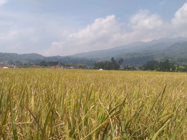 Petani Sumringah, Hasil Panen Musim Ini Dinilai Memuaskan