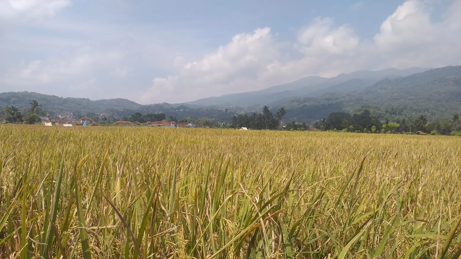 Petani Sumringah, Hasil Panen Musim Ini Dinilai Memuaskan