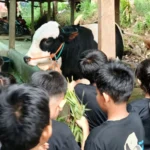 Memberi Makan Hewan Ternak Dapat Meminimalisir Ketergantungan Anak Pada Hp