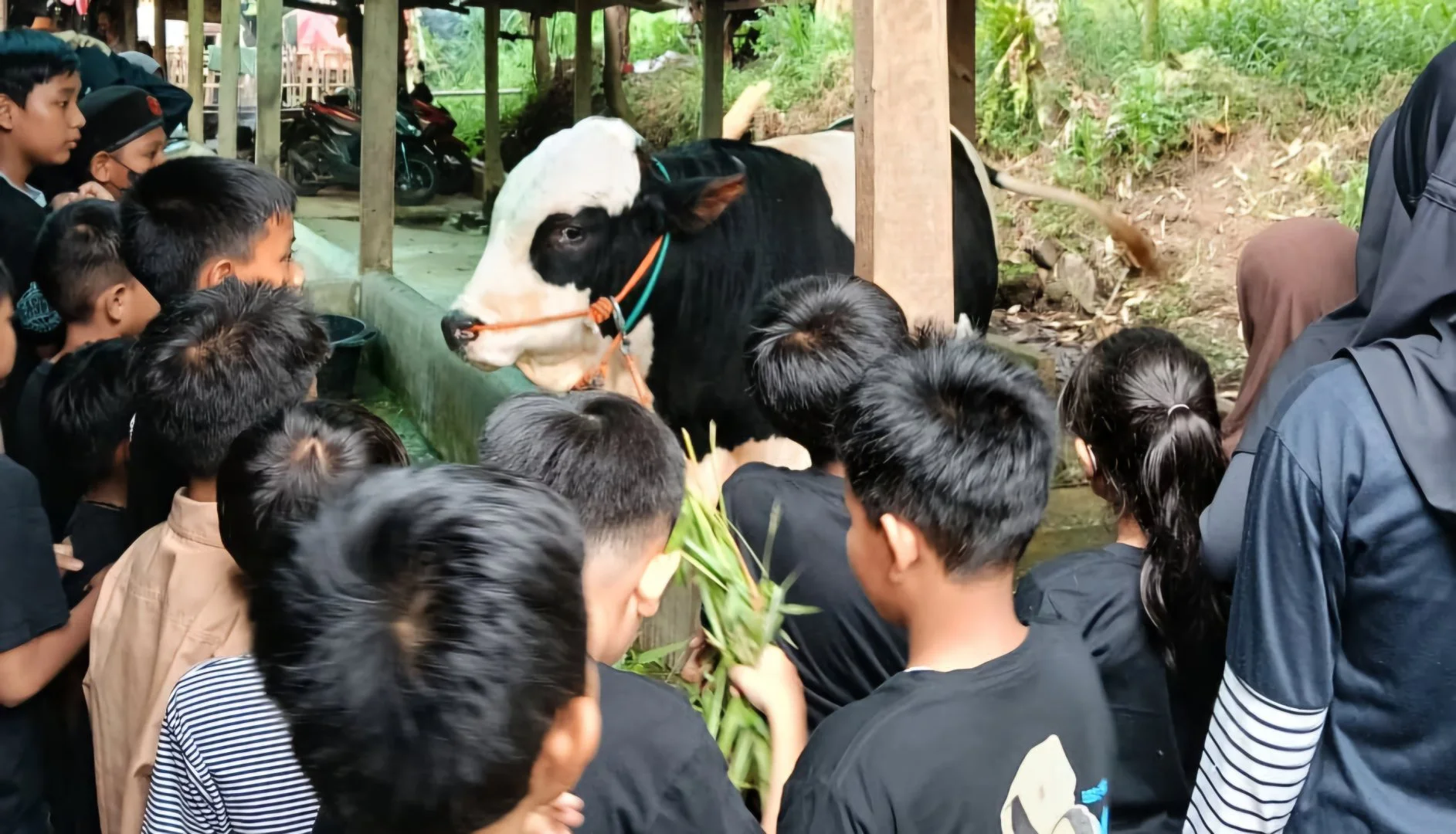 Memberi Makan Hewan Ternak Dapat Meminimalisir Ketergantungan Anak Pada Hp