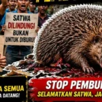 Warga Ciamis Marah, Seekor Landak Yang Dilindungi Diduga Mati Oleh Perburuan Liar