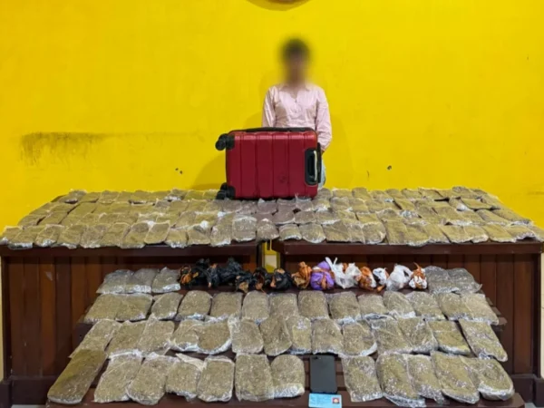 Seorang Perempuan Ditangkap Tim Brasko Satresnarkoba Polresta Sorong Kota, Bawa 5,4 Kg Ganja