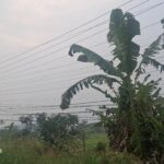 Benang Kusut Kabel Wifi Di Cadasari, Gerak 08 Banten Minta Tiang Dan Kabel Ditertibkan