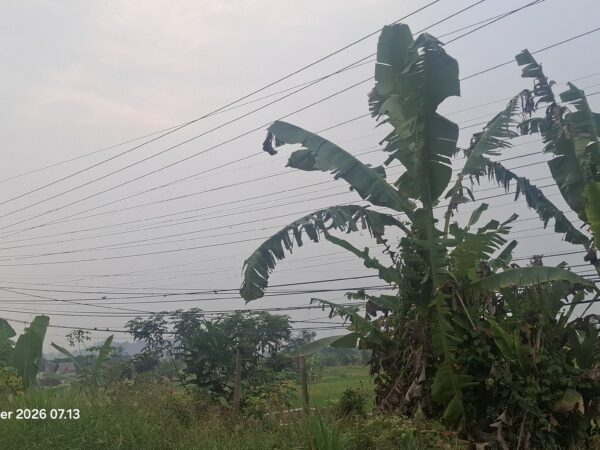 Benang Kusut Kabel Wifi Di Cadasari, Gerak 08 Banten Minta Tiang Dan Kabel Ditertibkan